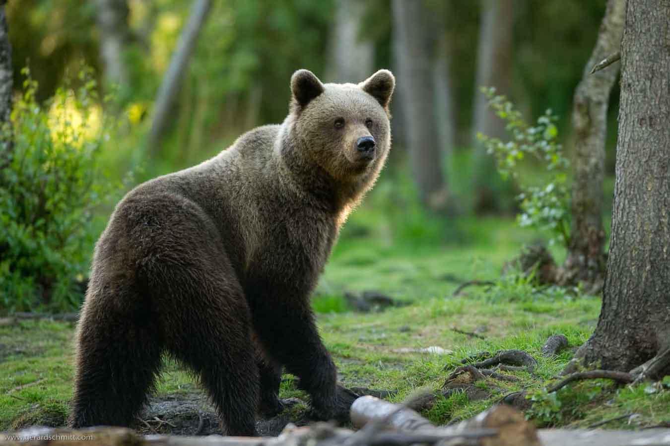 Brown bear in Finnish forest